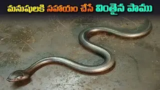 🔵 The snake that listens to humans | Amazing Robots That Really Exist | snake robot | super robots