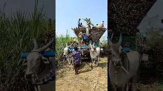 #bullockcart shorts video | bullock cart ride | bullock cart videos bulls farms oxen | bullock media