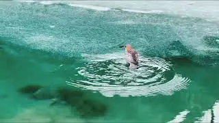 पानी मे तैरने वाली चिड़िया | Underwater Bird, #birds #unbelievable  #amazing #shorts 