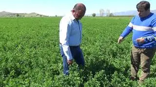 Tire Karateke - Yoncada Yabancı Ot Neden &Ccedil;ıkar  - Organik  M&uuml;cadelesi - Yoncayı Boylandırma