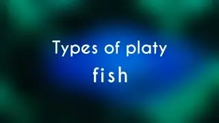 Types of Platy Fish