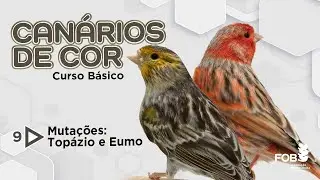 Canários Negro, Canela, Ágata e Isabelino – ep. 9 – como são afetados pelas mutações topázio e eumo