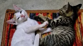 Good evening friends my cute cute kittens play ❤️