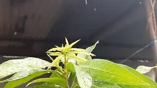 Rain Slow Motion video  | Nature | Rainy Day  Beautiful moment