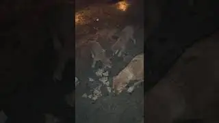 25 wa din lagatar dogi sewa