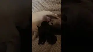 Pug Puppies LIVE Sleeping 🐶 Calm, Cute & Relaxing (HD)