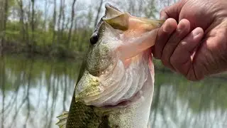 I Found A Honey Hole For Bass !