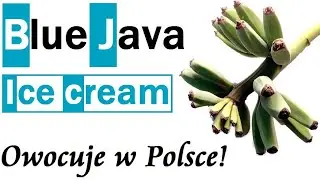 O.298 Blue Java ice cream kwitnie i owocuje w Polsce - uprawa bananowca w doniczce w domu
