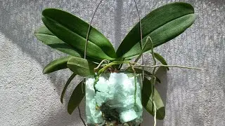 Replante de orquídea phalaenopsis na semi hidroponia 