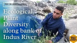 Ecological Plant Diversity along bank of Indus River | Miracle Herbal Diversity