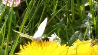 Fr&uuml;hlings-Impressionen mit eigener Keyboardmusik