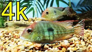 Geophagus Tapajos Red Head In Stunning 4k