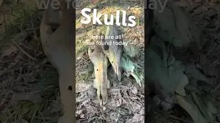 unexpected bone hunting! 💕🌊 #therian #taxidermy #bones #bone #skull #theriancommunity