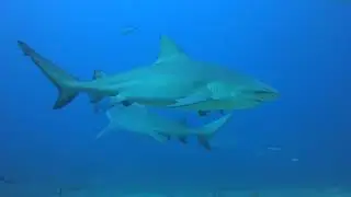 Shark Diving Aqua Trek Fiji