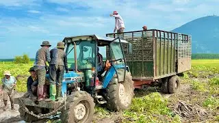 Máy Cày Ford 4630 Dàn Hơi Quá Căng Chở Mọt To Chạy Rất Ngọt, Thiện Vũ TV