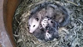 New born fawn, a new sheep pen, and a family of possums!