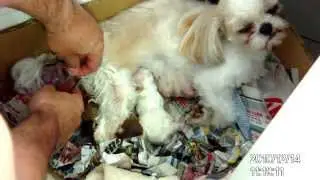 Parto Lilly shitzu em casa
