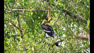 Birding Thailand 2 REVISED (HORNBILLS, Owlets, Elephants & MORE)
