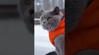 Первая котосмена #ai #sora #cat