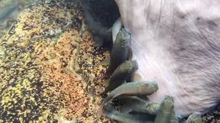Moolakona pedicure