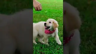 What would happen if dogs walked only on thier hind legs ?