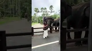 Mason Elephant Park in Bali🇮🇩 🐘 #shorts #shortsfeed #travel #shortsfeed #bestofbali #shortsvideo