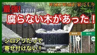 最強！腐らない木があった！シロアリにも負けない！第51回