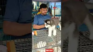 Pet Market Kolkata 😍/lowest price puppy dog/Gallif Street dogs #shorts #viral #dog #dogs #doglover