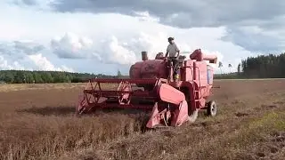 Massey Ferguson 400, Paimio, Kaleva, kuminan puintia 2013