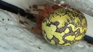 Marbled Orbweaver