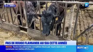 Pas de rouge flamande au salon de l'agriculture en f&eacute;vrier.