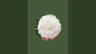 0346.837.277 || VƯỜN HOA TAM ĐẢO