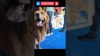 Angry DOG Barking | A beautiful moment #5 #shorts @aitechdarrsh  #dog #doglover #shortsviral