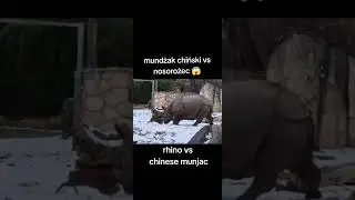 Nosorożec VS MUNDŻAK CHIŃSKI WALKA W ZOO