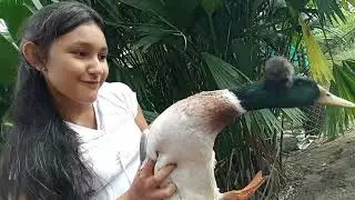 unboxing de los patos chilenos y rey / ferchizz