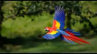 Mexico&rsquo;s Conservation Success Stories, Part 1&bull; Daily Dose of Nature