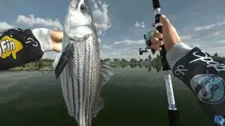 Fishing Planet # Streifenbarsch