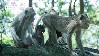 Adorable Monkeys in the Wild | Baby Monkey with Family Moments