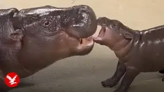 Feisty baby pygmy hippo chases bubbles in viral clip