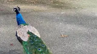 Greater Vancouver Zoo - Feathery Friends (4K)