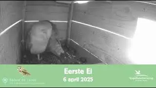 Het eerste ei bij de kerkuilen van Beleef de Lente!