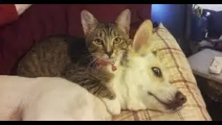 ULTIMATE Cat and Dog Videos  | Funny Dog Video Clips 😹🐶 The Funniest Cat & Dog Moments Compilation 😁