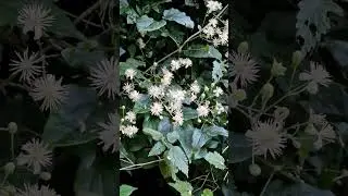 wild clematis spring