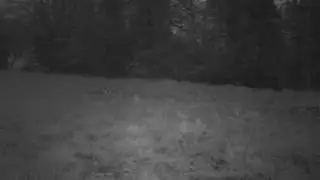 Roe Buck - End meadow