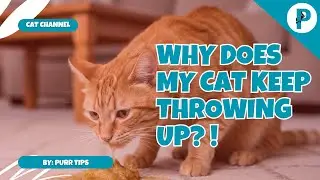 Why Does My Cat Keep Throwing Up? Common Causes and When to Be Concerned