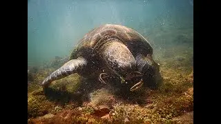 Snorkeling aux Galapagos
