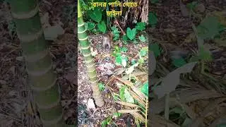 Bangladeshi forest monkey come village. পানি খেতে চাইনা 🐒 বানর। #baby #sad #news #monkyes #village