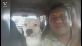 hitendra mota, star pet animal care -pet, street,stray animals ambulance- cab, taxi-pick, drop