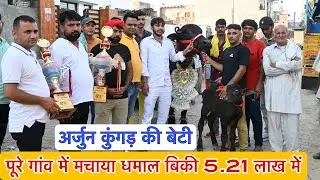 गांव में मचाया धमाल - अर्जुन कुंगड़ की बेटी बिकी 5.21 लाख रुपए की ✅