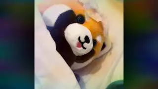 Red Panda is sick 🤒 (Babysitting the red panda) #ASMR #sick #redpanda #cute 
